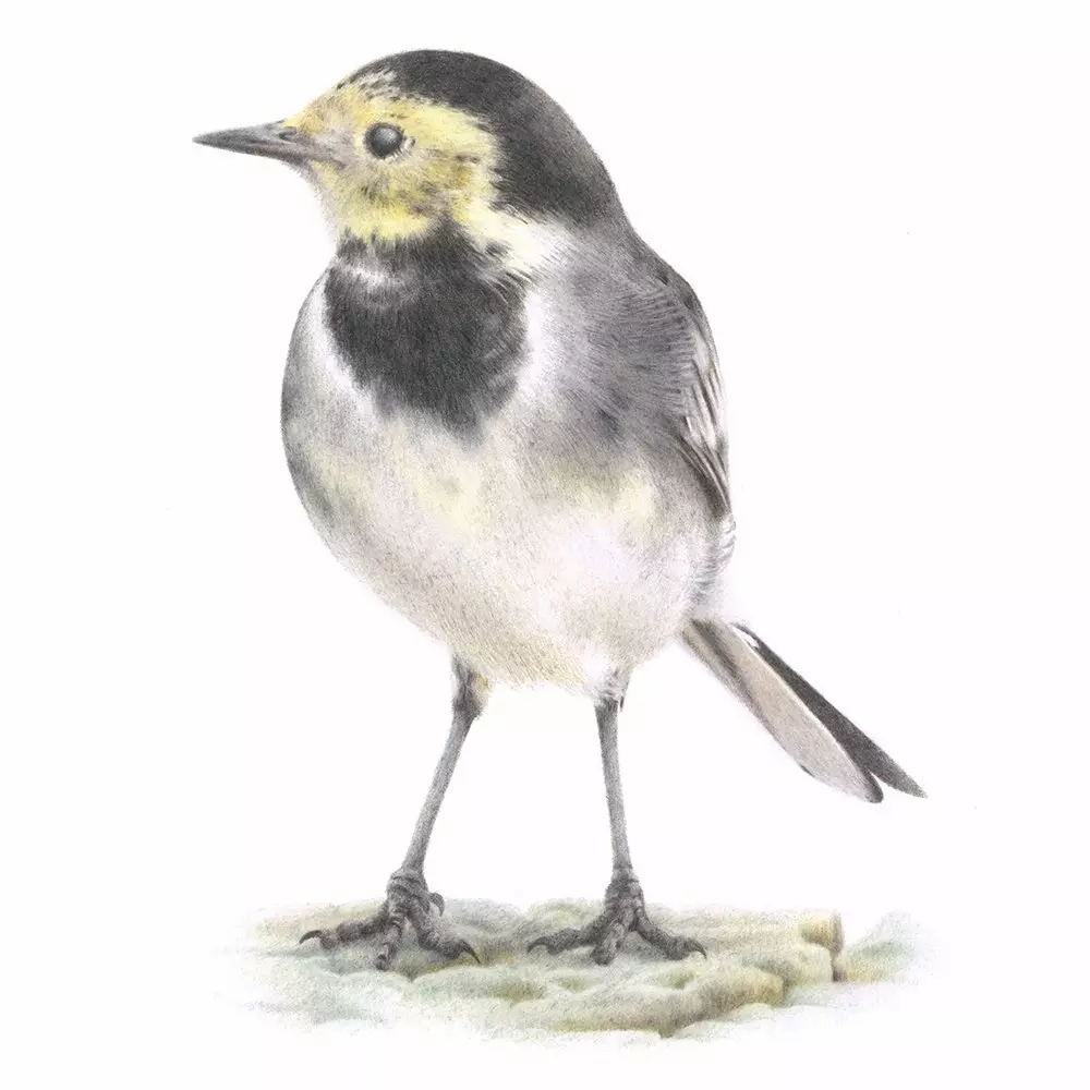 Pied Wagtail Coloured Pencil Illustration